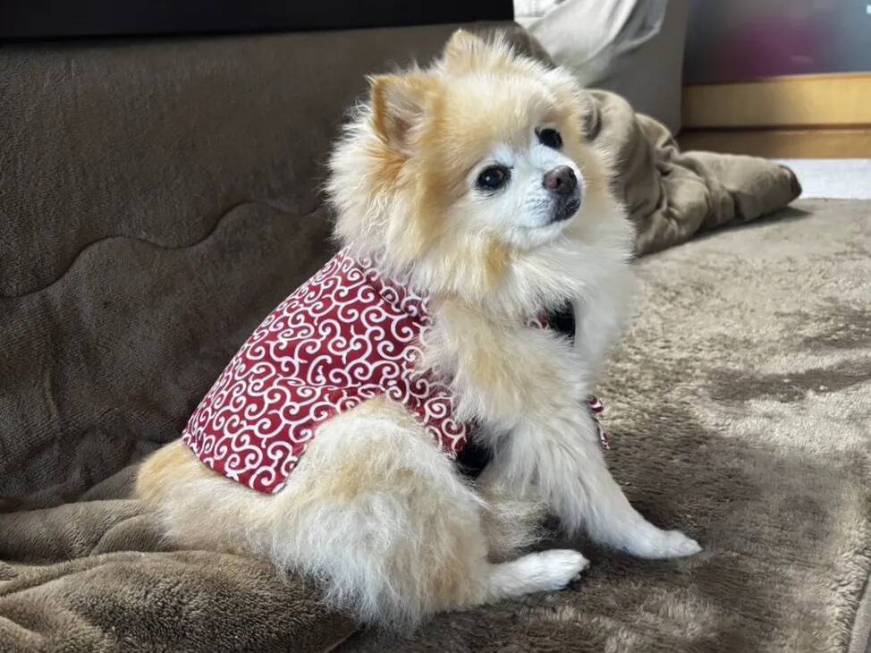 「か、かわいすぎる…」　愛犬が100均の冬服を着たら『ご隠居様』に大変身