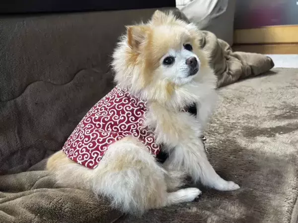 「「か、かわいすぎる…」　愛犬が100均の冬服を着たら『ご隠居様』に大変身」の画像