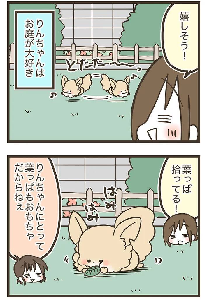 窓を開けたら…！自由奔放なチワワの『かわいすぎる遊び』に癒される【エッセイ漫画】