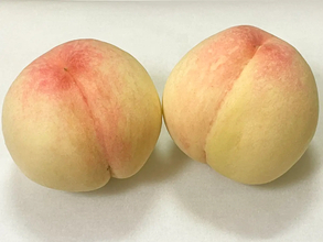 旬のモモ、冷凍すると甘くなる？酸っぱくなる？　プロに『おすすめ冷凍法』を聞いた