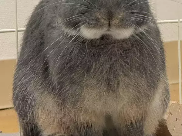 子ウサギが、1年半後まさかの姿に！貫禄あふれるウサギの成長に思わず二度見