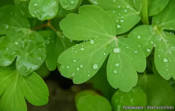 「雨の日、たったこれだけ！　モヤモヤ空気を入れ替える“プロの換気”ルーティン」の画像