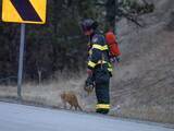 「交通事故の現場に現れた猫　消防士たちを癒しまくった結果？「最高の結末！」」の画像1