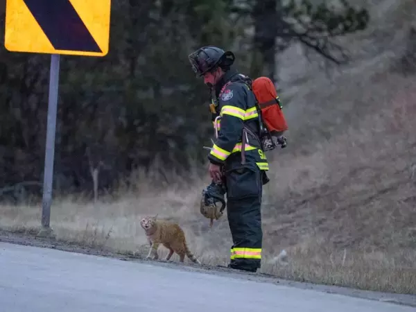 「交通事故の現場に現れた猫　消防士たちを癒しまくった結果？「最高の結末！」」の画像