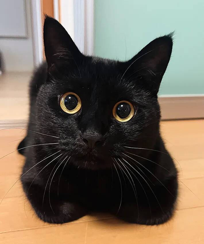 「ふむふむ、それで？」　飼い主の人生相談にのる『聞き上手な猫』の愛らしい表情