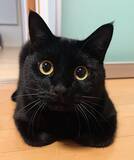 「「ふむふむ、それで？」　飼い主の人生相談にのる『聞き上手な猫』の愛らしい表情」の画像2