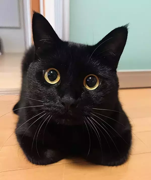 「「ふむふむ、それで？」　飼い主の人生相談にのる『聞き上手な猫』の愛らしい表情」の画像