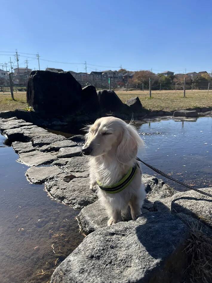 石橋の上で突然立ち止まり…　犬の表情に「整ってる」「悟りを開いてる」