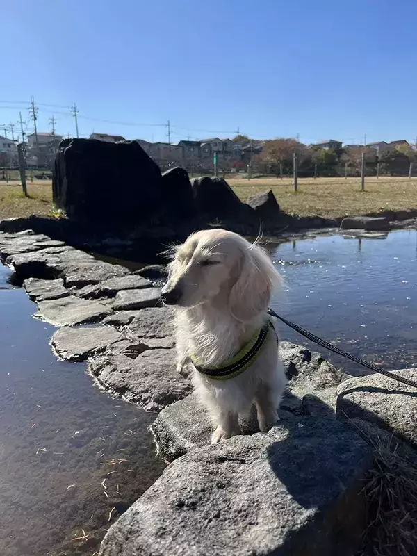 「石橋の上で突然立ち止まり…　犬の表情に「整ってる」「悟りを開いてる」」の画像