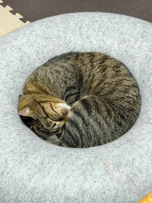 お気に入りクッションで眠る愛猫　見事な寝姿に「芸術点が高い」「完璧フィットだわ」