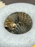 「お気に入りクッションで眠る愛猫　見事な寝姿に「芸術点が高い」「完璧フィットだわ」」の画像2