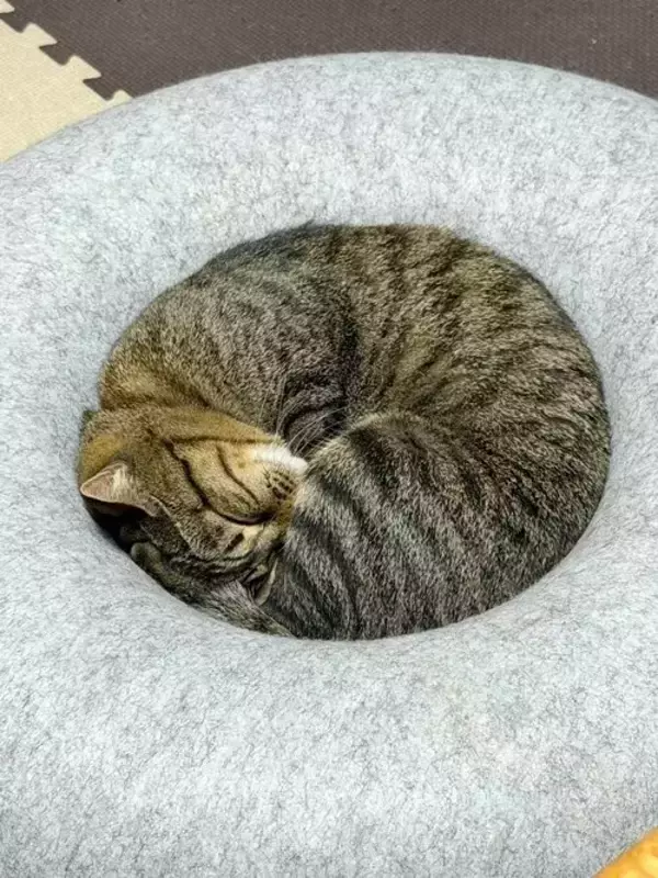 「お気に入りクッションで眠る愛猫　見事な寝姿に「芸術点が高い」「完璧フィットだわ」」の画像