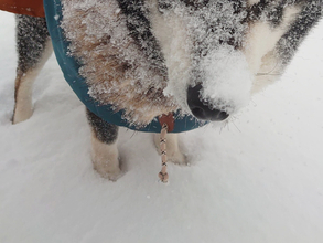 雪の中、柴犬と信号待ちをした飼い主　隣を見ると…「二度見した」「すごっ！」