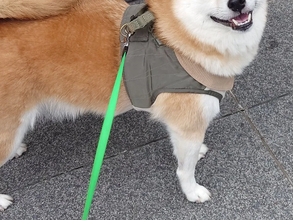 散歩中に「ハンサム」と褒められて…　柴犬が浮かべた表情が？「毎日見たい」