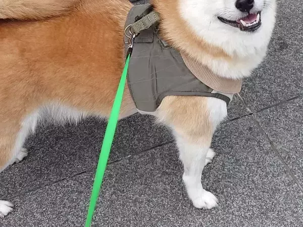 散歩中に「ハンサム」と褒められて…　柴犬が浮かべた表情が？「毎日見たい」