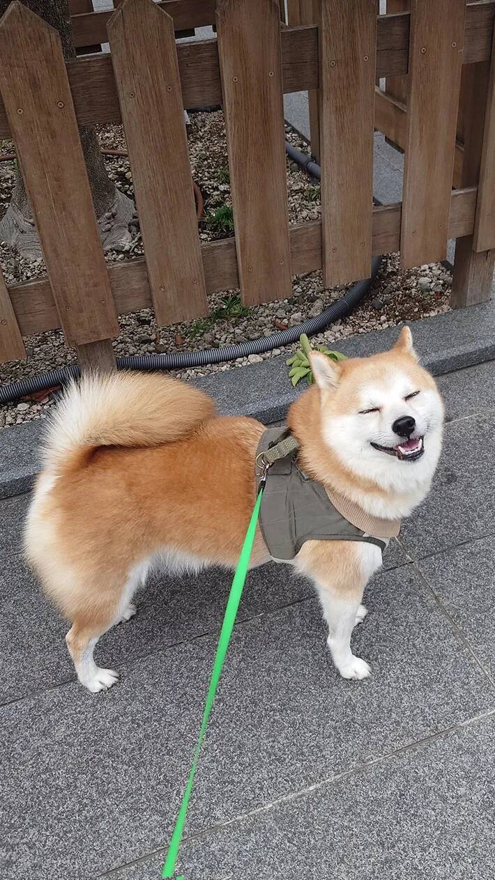 散歩中に「ハンサム」と褒められて…　柴犬が浮かべた表情が？「毎日見たい」