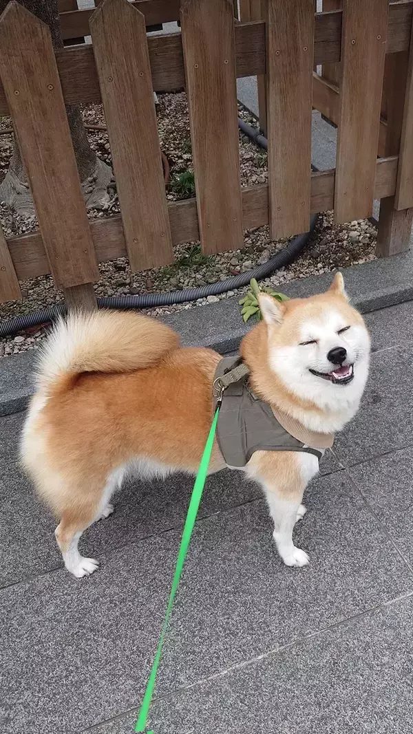 「散歩中に「ハンサム」と褒められて…　柴犬が浮かべた表情が？「毎日見たい」」の画像