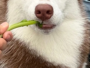 遠くを見つめるハスキーの女の子　その姿に「結婚して！」「全犬種が惚れそう」