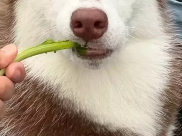 遠くを見つめるハスキーの女の子　その姿に「結婚して！」「全犬種が惚れそう」