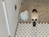 「2匹の猫の前に立ちはだかる障害物　その乗り越え方が対照的で…？「今日が最高の日になった」「笑った」」の画像1