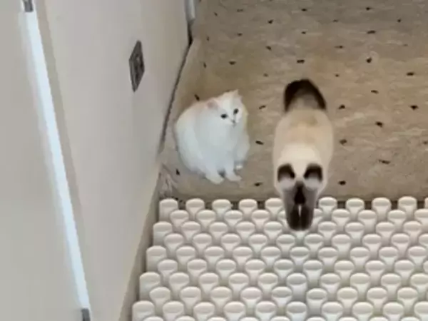 2匹の猫の前に立ちはだかる障害物　その乗り越え方が対照的で…？「今日が最高の日になった」「笑った」
