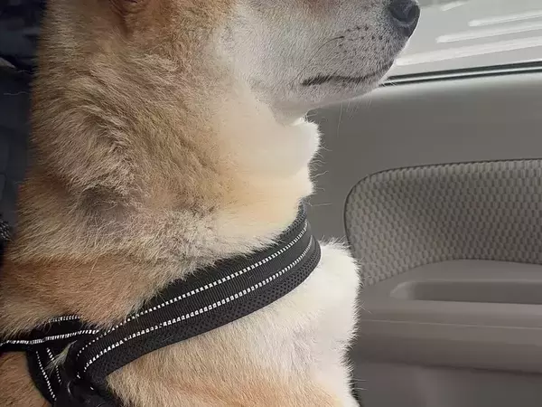 動物病院に連れていかれた柴犬　帰り道で見せた顔に「完全にいじけている」