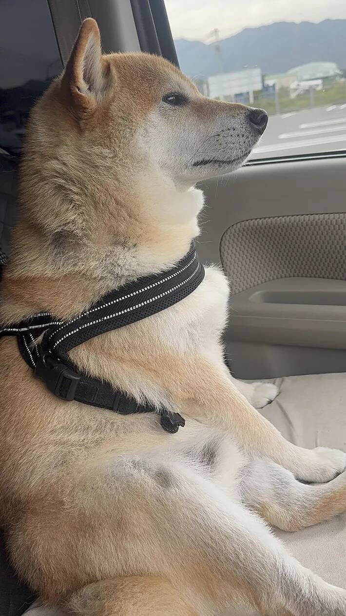 動物病院に連れていかれた柴犬　帰り道で見せた顔に「完全にいじけている」