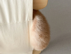 ハンモックの使い方を完全無視する猫　寝姿に「まさに布団から足を出す人間」