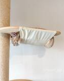 「ハンモックの使い方を完全無視する猫　寝姿に「まさに布団から足を出す人間」」の画像2