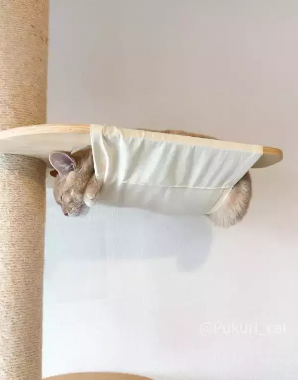 「ハンモックの使い方を完全無視する猫　寝姿に「まさに布団から足を出す人間」」の画像