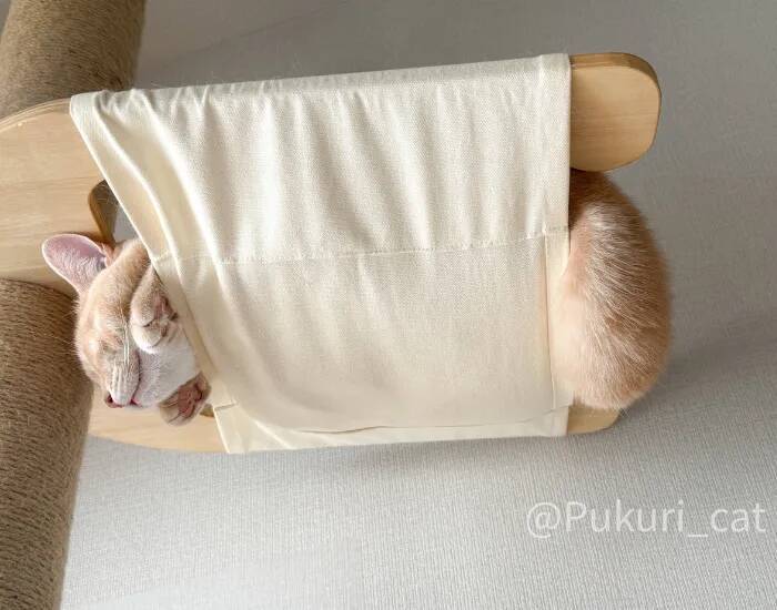 ハンモックの使い方を完全無視する猫　寝姿に「まさに布団から足を出す人間」