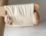 「ハンモックの使い方を完全無視する猫　寝姿に「まさに布団から足を出す人間」」の画像3
