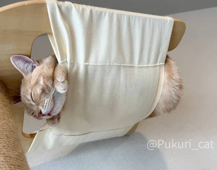 ハンモックの使い方を完全無視する猫　寝姿に「まさに布団から足を出す人間」