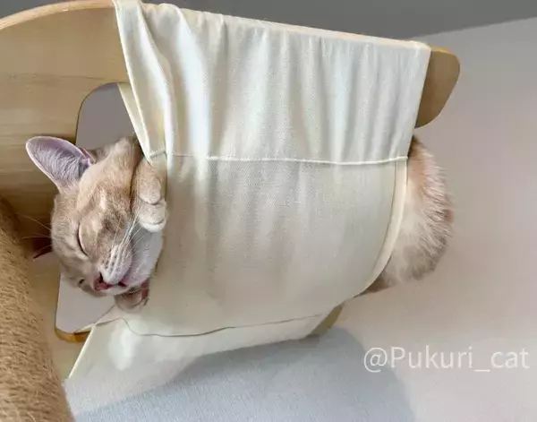 「ハンモックの使い方を完全無視する猫　寝姿に「まさに布団から足を出す人間」」の画像