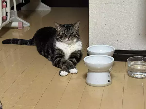 「朝６時５５分に起きた飼い主　リビングで目にした光景が？「泣いちゃった」「返す言葉もない…」」の画像