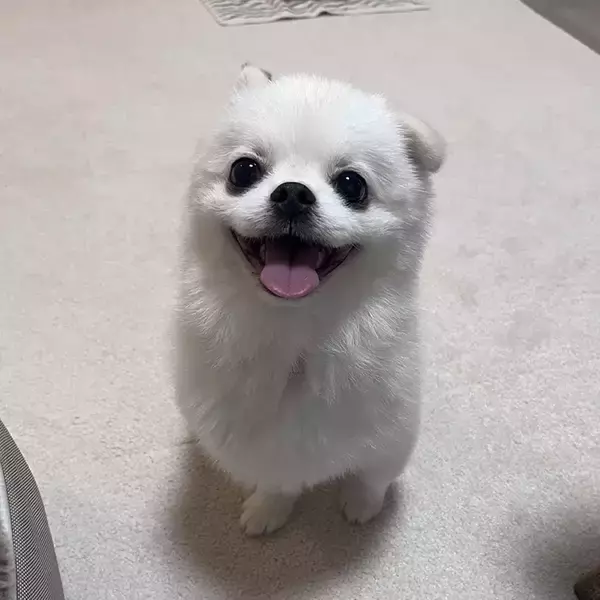 「動物病院に行く直前、犬が見せた『顔』が…？　「あまりにも無垢」」の画像