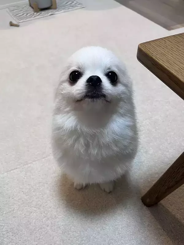 「動物病院に行く直前、犬が見せた『顔』が…？　「あまりにも無垢」」の画像