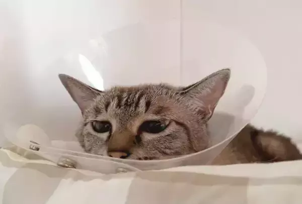 「エリザベスカラーで水が飲めない猫→まさかの『れんげ』で解決！　グビグビ顔がかわいすぎる」の画像