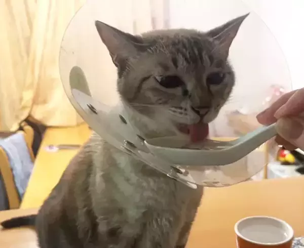 「エリザベスカラーで水が飲めない猫→まさかの『れんげ』で解決！　グビグビ顔がかわいすぎる」の画像