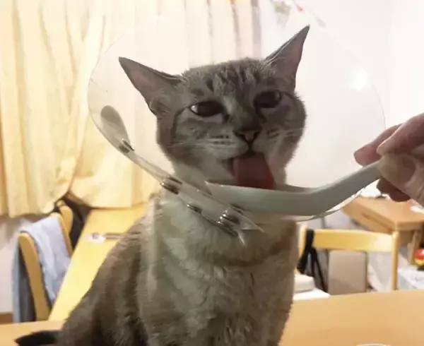「エリザベスカラーで水が飲めない猫→まさかの『れんげ』で解決！　グビグビ顔がかわいすぎる」の画像