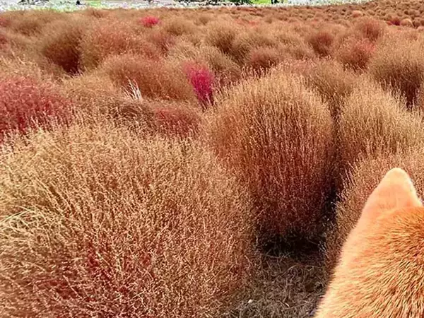 紅葉するコキアと同化していたのは…　公園での１枚に「完璧な擬態」「見間違えそう！」