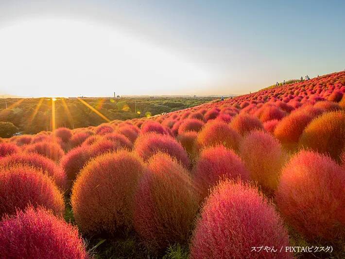 紅葉するコキアと同化していたのは…　公園での１枚に「完璧な擬態」「見間違えそう！」
