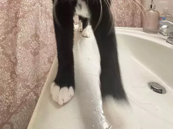 洗面台の上に立つ猫が？　衝撃ビジュアルに「エイリアンみたいだ」「めちゃ笑える」