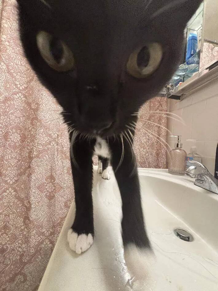 洗面台の上に立つ猫が？　衝撃ビジュアルに「エイリアンみたいだ」「めちゃ笑える」