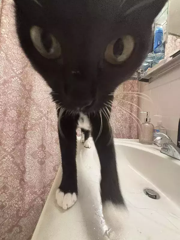 「洗面台の上に立つ猫が？　衝撃ビジュアルに「エイリアンみたいだ」「めちゃ笑える」」の画像