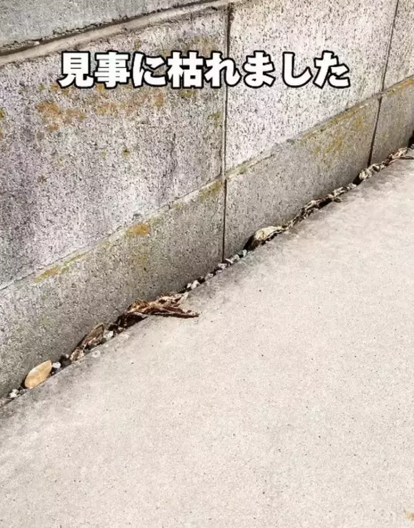 「庭のお手入れに『除草剤』は使いません！　対処法に「こんな簡単だなんて」」の画像