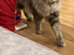 赤ちゃんに「どうぞ」をされた猫の反応が…　「笑った」「一方通行の優しさ」