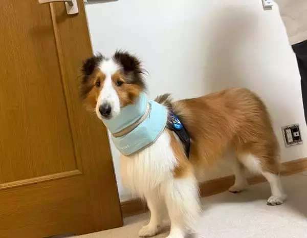 「「ムチウチ？」と知り合いに心配される犬　理由が分かる写真に「声出して笑った」「痛々しい」」の画像