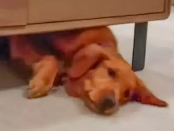 「タイタニックの結末よりいい」　妹のピンチに駆けつけたお兄さん犬が？