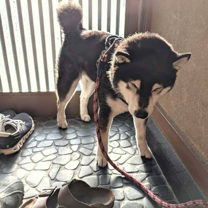 玄関の西日が強すぎ…　散歩のやる気を失った表情が？「分かる～」「素直な気持ちが出てる」